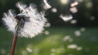 If Wishes...