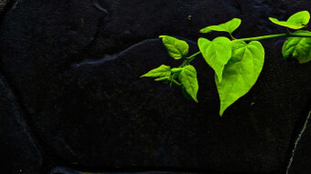 Fragment 43