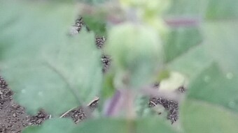  TULASI/ HOLY  BASIL