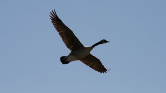 Weekend Nature Walk: Feathered Friends in Flight