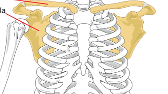 What are joints?