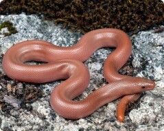 Rubber snake