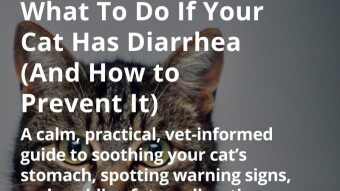 What To Do If Your Cat Has Diarrhea (And How to Prevent It)