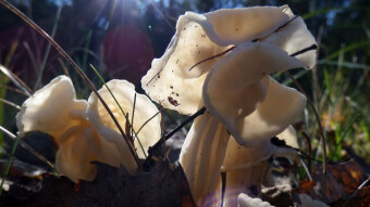 beautiful lady among the mushrooms - Helvella crispa