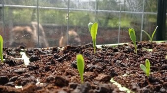 Our Vegetable Plots #30