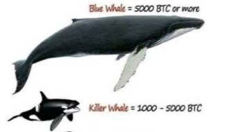 What is a Bitcoin whale