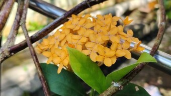 Ronggon flower Photography.