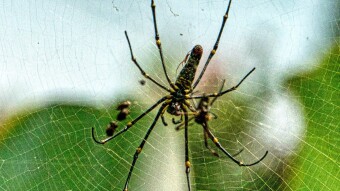 Giant Spiders Invade The South-Eastern United States