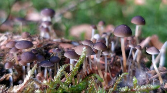 Strobilurus esculentus - Edible spring mushrooms