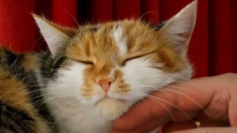 Study Shows Autistic Children Can Benefit From Cat Adoption