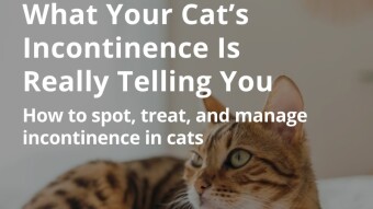 What Your Cat’s Incontinence Is Really Telling You