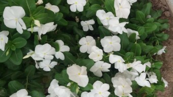 Noyon Tara Flower Photography
