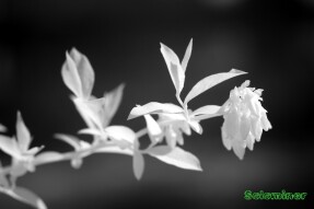 Infrared Macro Photography Single - Blueberry flowers on stem