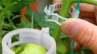 CONTINUATION (PART TWO) ABOUT SIMONA F1 TOMATO VARIETY. Why any commercial tomato farmer should adopt it.
