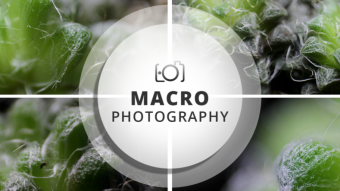 Macro Photography Session | Succulent - Anacampseros