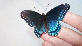 The Butterfly Chronicles: Chapter 2