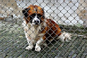 Lessons from a dog shelter - part 2