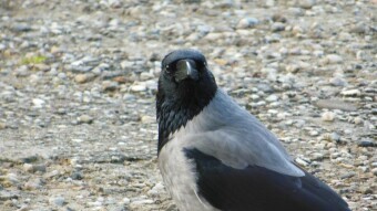 "When in Rome, do as the Romans do" - Carrion crow