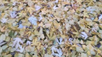 Gold Personal foliage