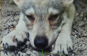 A dog's life