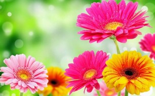Life and Its Color