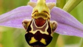 How Can Ophrys Apifera (Bee Orchid) Plant Imitate Female Bees' Apperance?