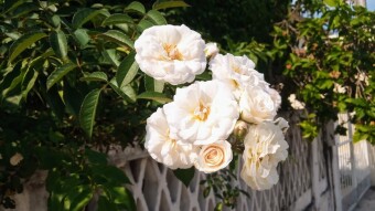 Roses