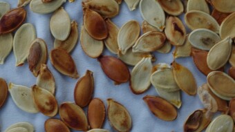 Don’t Toss Those Pumpkin Seeds!