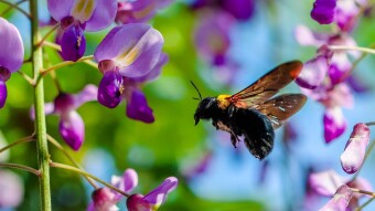 Flashing Back and Forth: Wisteria & A Birthday