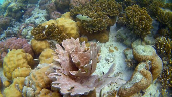 Mantabuan Island a paradise for divers. My trip around Asia, Borneo Malaysia