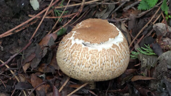 The Prince - tasty, forest ancestor of the farmed champignon
