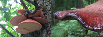 Mushrooms occurring in Europe - Fistulina hepatica