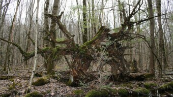 Weekend Nature Walk: Fungi in The Swamp