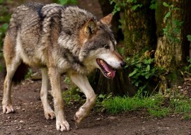 A story about idiots, good people, a Raven and wolf.