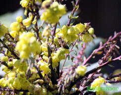Honey Bees getting nectar and pollen from Leatherleaf Mahonia flowers Part 1