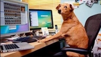 My Dog Buys His First Crypto Coins