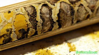 Mason Bee homes in more detail