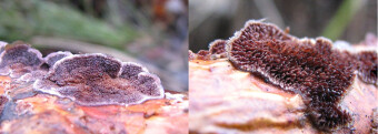 Mushrooms occurring in Europe - Trichaptum fuscoviolaceum