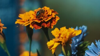 Nature Photography Flowers and Plants