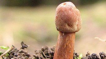 Mushrooms occurring in Europe - Ophiocordyceps gracilis