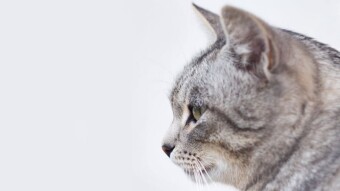 Five Cat Superstitions and Legends From Around the World