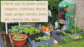 Lowering Grocery Bill with Home Garden? | 4chan greentext