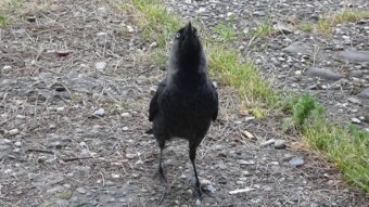 Can you tame an adult jackdaw? - because titmouse sometimes eat out of my hand