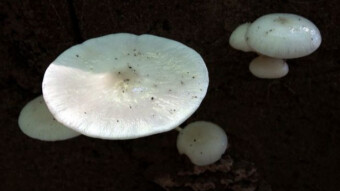 Porcelain fungus - beautiful and delicate arboreal mushrooms
