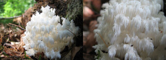 Mushrooms occurring in Europe - Hericium coralloides