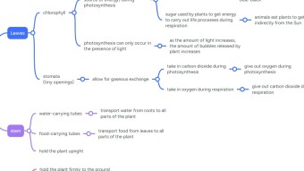 Concept Mapping for Plants
