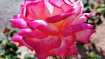 A Bouquet of Photos of Spring Flowers