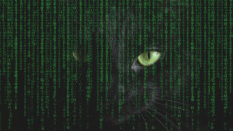 Cats and Hash Algorithms