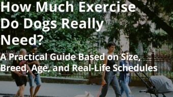 How Much Exercise Do Dogs Really Need?