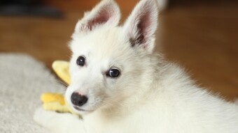 Puppy Town App